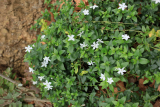 Vinca difformis RCP1-2020 (22).JPG